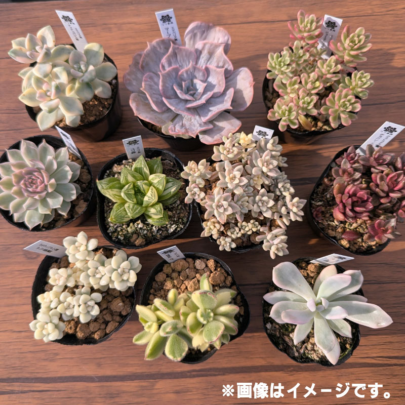 多肉植物ポット苗の錦（斑入り）10個セット [1227]