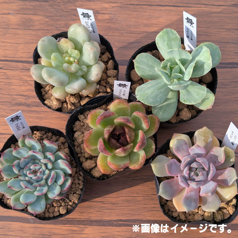 多肉植物ポット苗 ５個セット [1225]