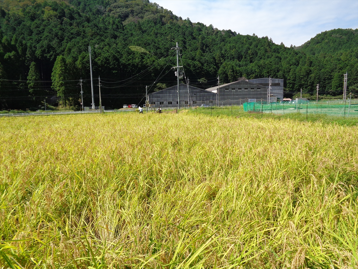 アイガモ農法で栽培した無農薬・有機栽培米５kg[800]