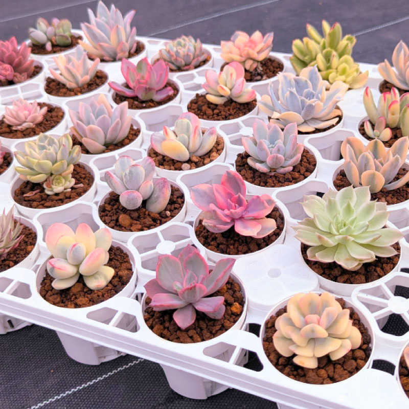 多肉植物ポット苗 ８個セット [1226]