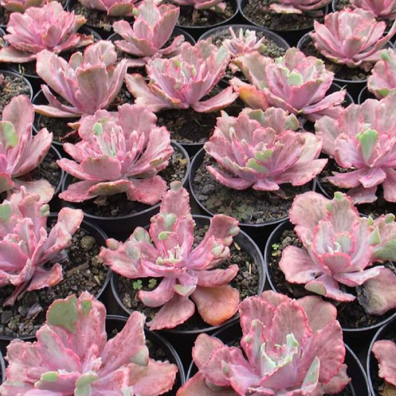 多肉植物ポット苗 ５個セット [1225]