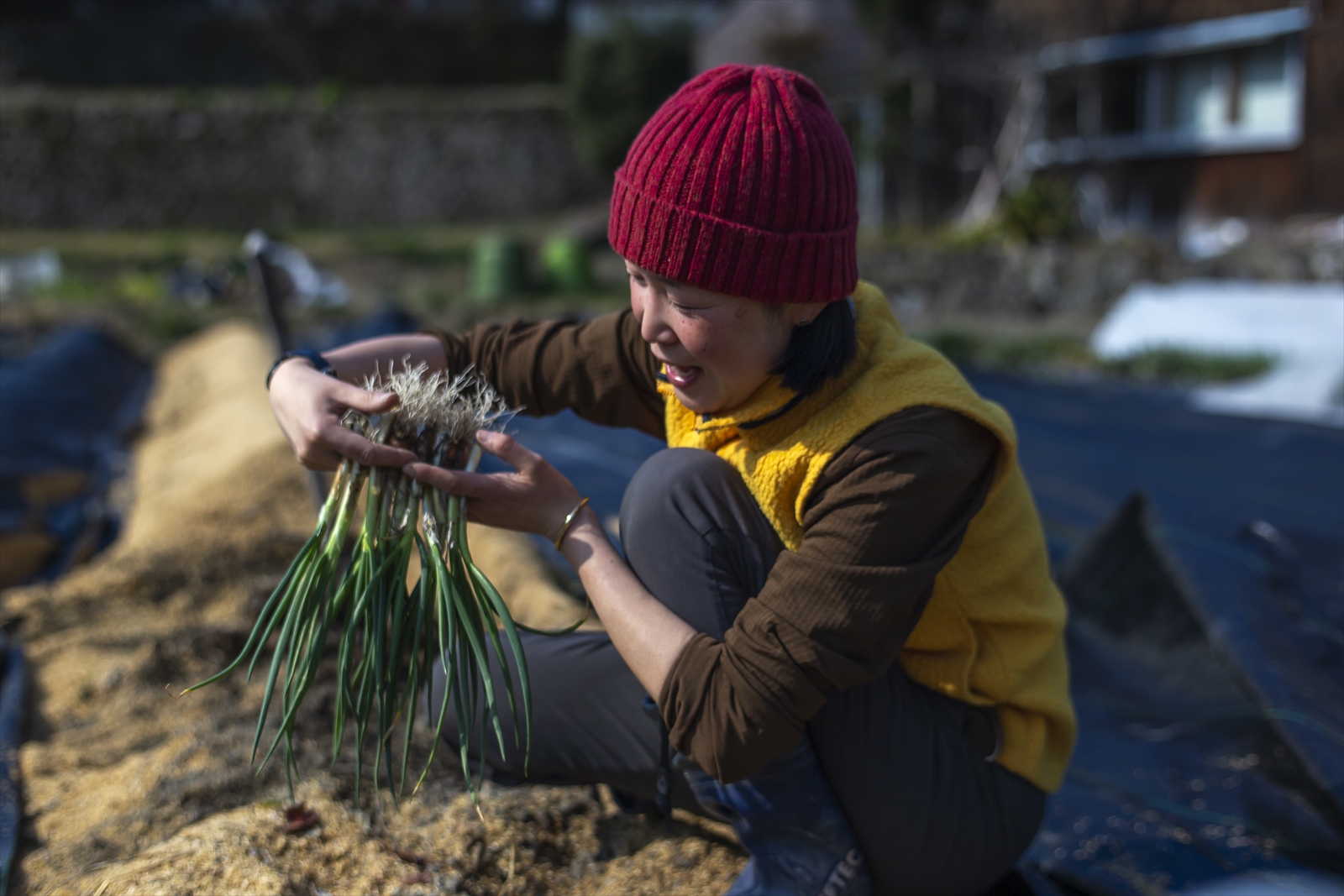 農場なつめやし　旬の野菜セット（栽培期間中、農薬・化学肥料不使用）[814]