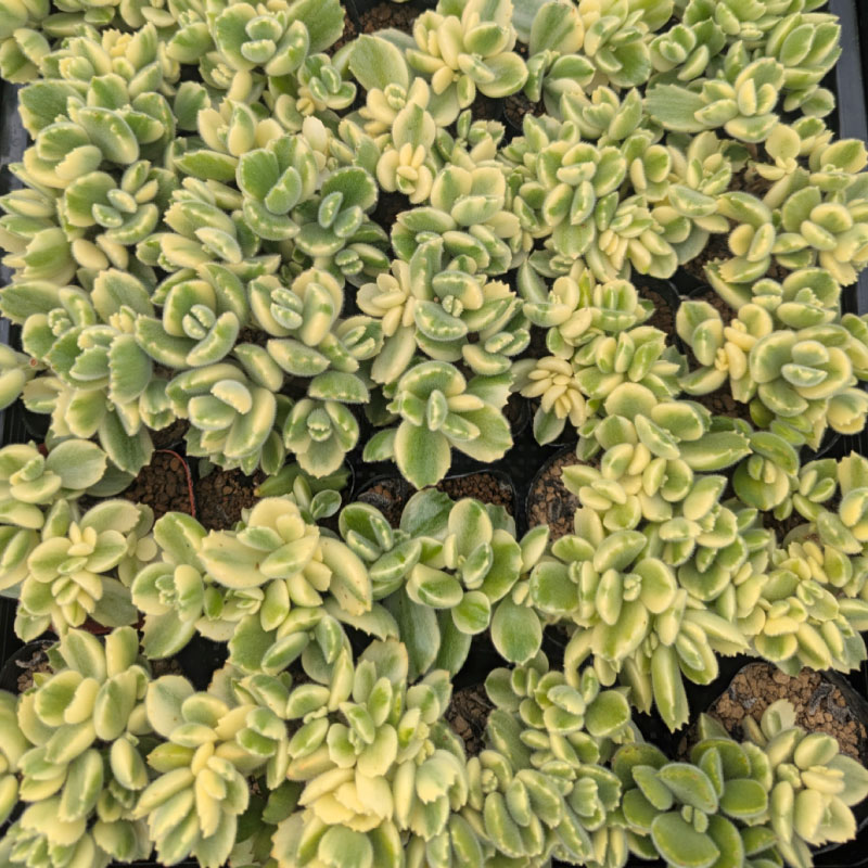 多肉植物ポット苗の錦（斑入り）10個セット [1227]