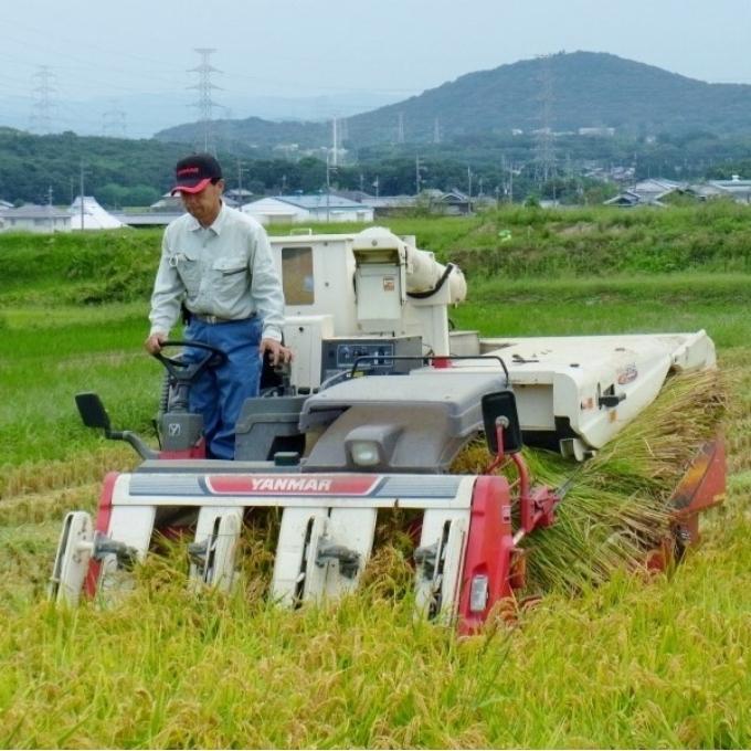  定期便 稲美金賞農家 藤本勝彦さんのミルキークイーン白米約4.5kg《6ヶ月連続お届け》