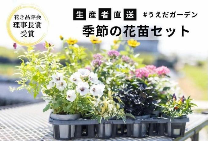 花 季節の花苗 セット 花き品評会理事長賞受賞 花苗 生産者直送 庭 ガーデニング 花壇 苗 苗木 花の苗 花の苗物 配送不可：北海道・沖縄・離島