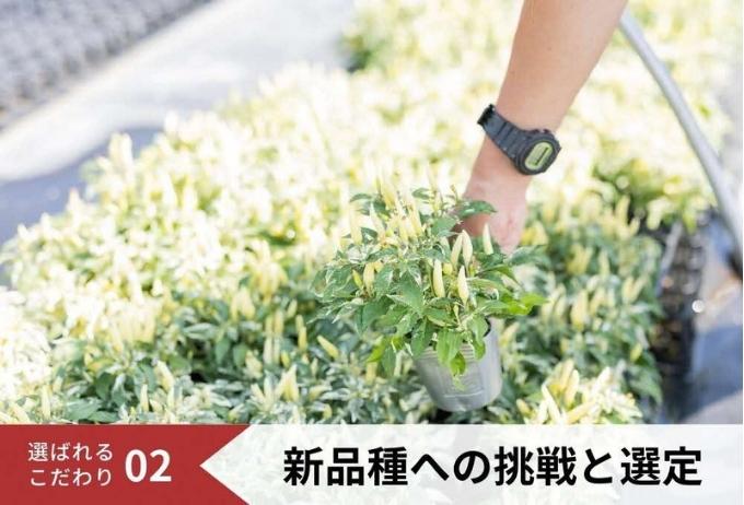 花 季節の花苗 セット 花き品評会理事長賞受賞 花苗 生産者直送 庭 ガーデニング 花壇 苗 苗木 花の苗 花の苗物 配送不可：北海道・沖縄・離島