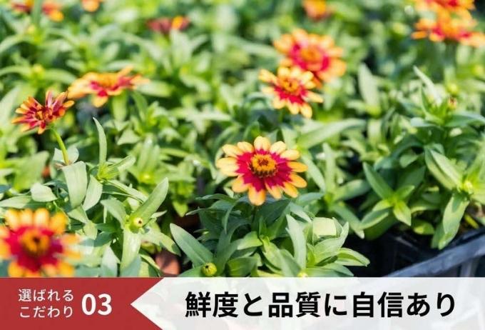 花 季節の花苗 セット 花き品評会理事長賞受賞 花苗 生産者直送 庭 ガーデニング 花壇 苗 苗木 花の苗 花の苗物 配送不可：北海道・沖縄・離島