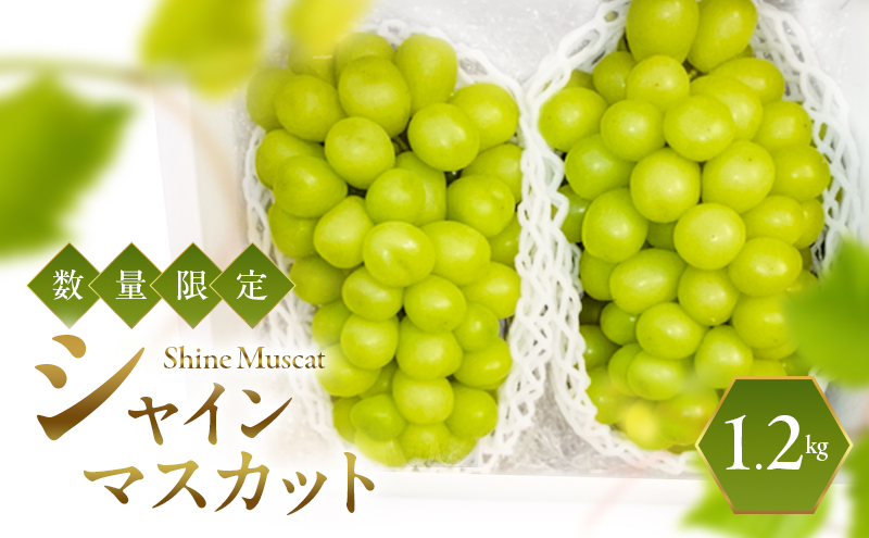 シャインマスカット 2026年発送 数量限定 ぶどう 1.2kg ブドウ 果物 フルーツ 葡萄 マスカット