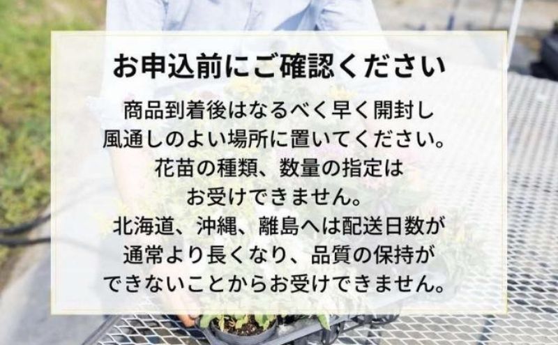 豪華なフリル系小輪パンジー20ポットセット / 花　パンジー　フリル系　　小輪　花苗　花き品評会理事長賞受賞生産者直送　ガーデニング 花壇 苗 苗木 花の苗 花の苗物