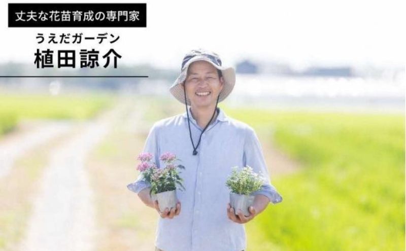 豪華なフリル系小輪パンジー20ポットセット / 花　パンジー　フリル系　　小輪　花苗　花き品評会理事長賞受賞生産者直送　ガーデニング 花壇 苗 苗木 花の苗 花の苗物