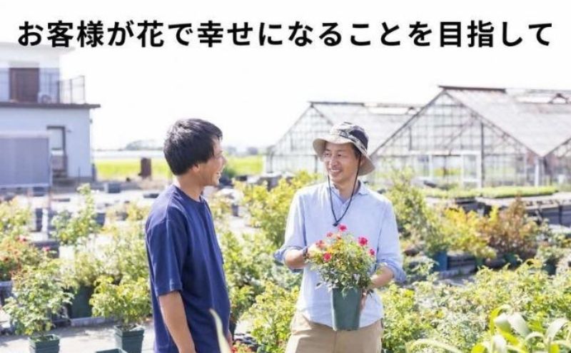 豪華なフリル系小輪パンジー20ポットセット / 花　パンジー　フリル系　　小輪　花苗　花き品評会理事長賞受賞生産者直送　ガーデニング 花壇 苗 苗木 花の苗 花の苗物