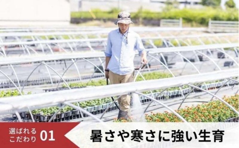 豪華なフリル系小輪パンジー12ポットセット / 花　パンジー　フリル系　　小輪　花苗　花き品評会理事長賞受賞生産者直送　ガーデニング 花壇 苗 苗木 花の苗 花の苗物