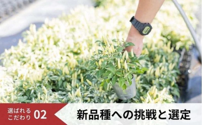 豪華なフリル系小輪パンジー12ポットセット / 花　パンジー　フリル系　　小輪　花苗　花き品評会理事長賞受賞生産者直送　ガーデニング 花壇 苗 苗木 花の苗 花の苗物