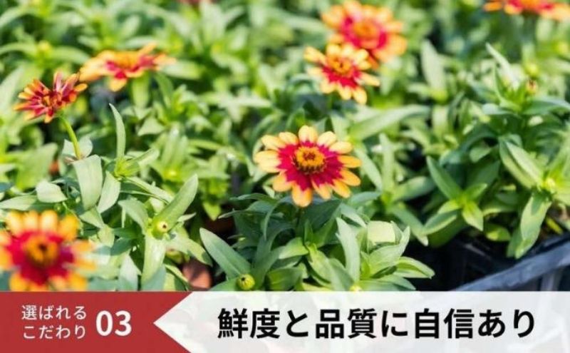 豪華なフリル系小輪パンジー12ポットセット / 花　パンジー　フリル系　　小輪　花苗　花き品評会理事長賞受賞生産者直送　ガーデニング 花壇 苗 苗木 花の苗 花の苗物