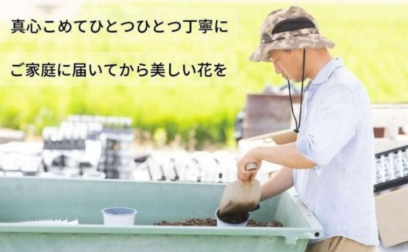 豪華なフリル系小輪パンジー12ポットセット / 花　パンジー　フリル系　　小輪　花苗　花き品評会理事長賞受賞生産者直送　ガーデニング 花壇 苗 苗木 花の苗 花の苗物