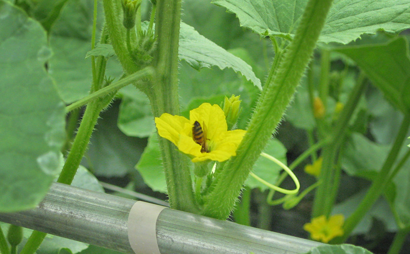 メロン ひょうご推奨ブランド いなみ野メロン 2玉 5Lサイズ フルーツ めろん 果物 フルーツ 果物類 