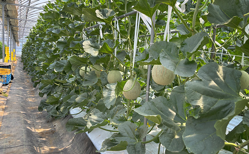 メロン ひょうご推奨ブランド いなみ野メロン 2玉 5Lサイズ フルーツ めろん 果物 フルーツ 果物類 