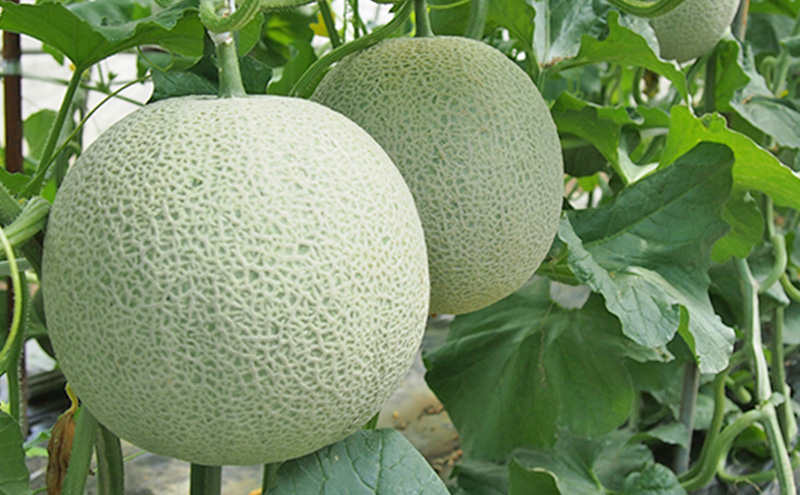 メロン ひょうご推奨ブランド いなみ野メロン 2玉 5Lサイズ フルーツ めろん 果物 フルーツ 果物類 