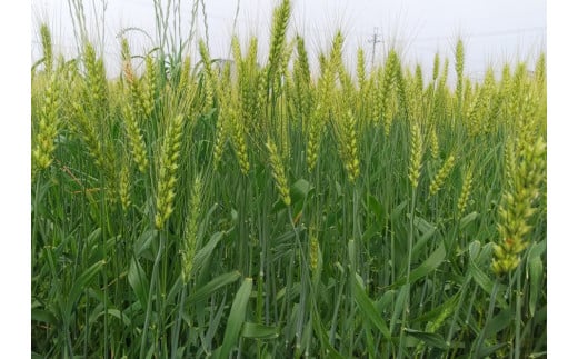 鄒主袖縺励&繝斐き繧、繝!謌仙繝斐き繧、繝!繧ゅ■鮗ヲ縺ッ縲守ヲ冗セ弱上↓豎コ縺セ繧!!蠕ウ逕ィ4.3kg
