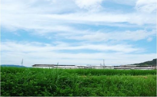 城谷牧場の神戸牛 ロース 焼肉 500g 国産牛 和牛 神戸ビーフ バーベキュー BBQ 冷凍