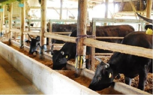 城谷牧場の神戸牛 ロース 焼肉 500g 国産牛 和牛 神戸ビーフ バーベキュー BBQ 冷凍