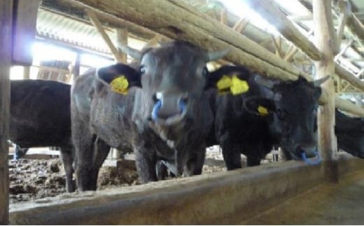 城谷牧場の神戸牛 ロース 焼肉 500g 国産牛 和牛 神戸ビーフ バーベキュー BBQ 冷凍