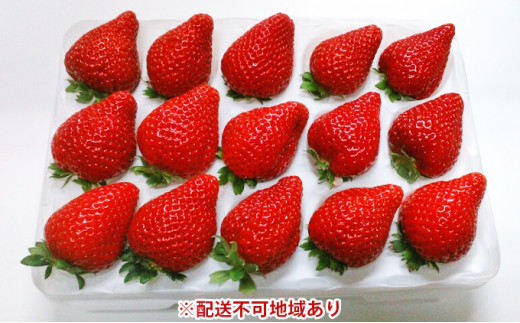 高井農園 季節のいちご詰合せ 1パック(約12～18個)