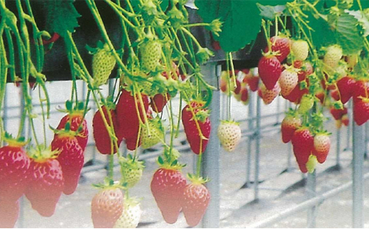 高井農園 季節のいちご詰合せ 1パック(約12～18個)