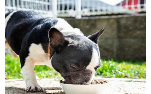 縲先ッ取律蜈豌励♀繧縺、縲醍ー。蜊倥↓縺。縺弱l繧九ず繝」繝シ繧ュ繝シ 70g 繝壹ャ繝医ヵ繝シ繝 繝峨ャ繧ー繝輔シ繝 辟。豺サ蜉 縺翫d縺、