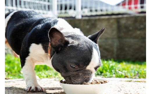 縲先ッ取律縺偵s縺阪♀繧縺、縲大嵜逕」邀ウ縺ョ縺繧阪←繧翫ン繝繝 70g 繝壹ャ繝医ヵ繝シ繝 繝峨ャ繧ー繝輔シ繝 辟。豺サ蜉 縺翫d縺、