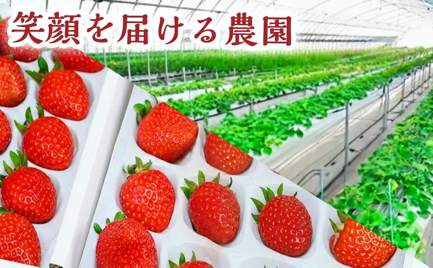 【甘さと爽やかさの贅沢セット】いちごミルクアイス＆いちごシャーベット 各15個 計30個 いちご イチゴ アイス シャーベット 果物 フルーツ 大粒 濃厚 産地直送 詰め合わせ ギフト 贈答用 兵庫県 福崎町