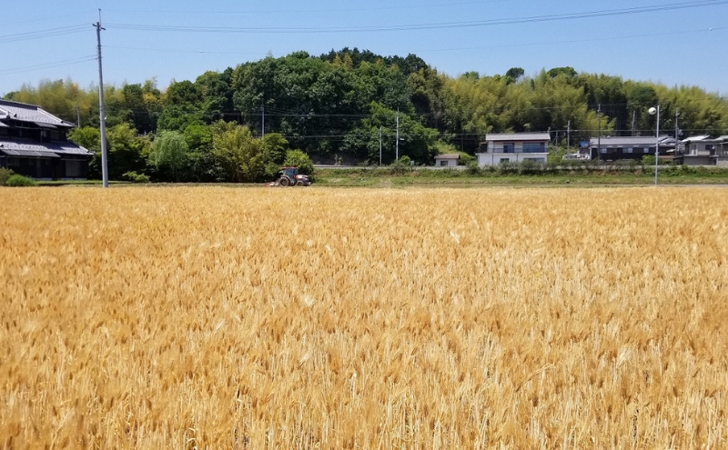 もち麦ラテ ココア 45g×16袋 大人買い（大） 48杯分 兵庫県 福崎町