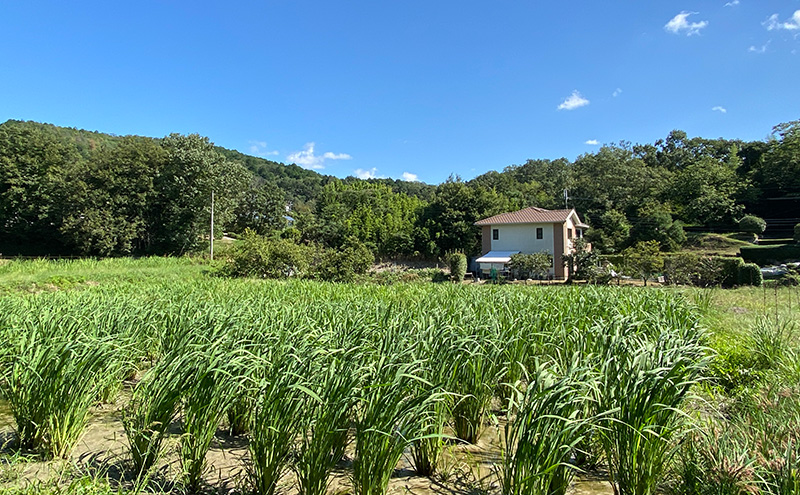 マコモ 福崎産真菰茶4点セット まこもマコモ茶 真菰茶 真菰塩 真菰パウダー マコモ粉末 ノンカフェイン 兵庫県 福崎町