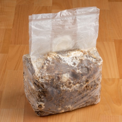 神河しいたけ栽培キット(しいたけ菌床)1個と乾あらげきくらげ・しいたけ粉セット※5月〜10月順次発送【配送不可地域：離島】【1411540】