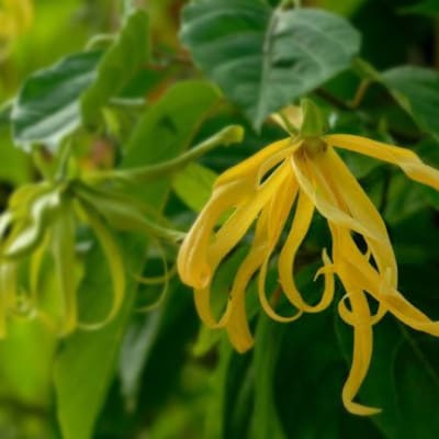 香りをオーダーできる・フランス産クレイ・自然派石けん(イランイラン)【1655553】