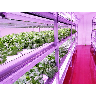 縲先ッ取怦螳壽悄萓ソ縲賎 Line brio 繝ャ繧ソ繧ケ12繝代ャ繧ッ繧サ繝繝亥ィ3蝗槭宣埼∽ク榊庄蝨ー蝓滂シ夐屬蟲カ縲代4056843縲