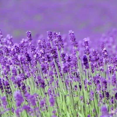 香りをオーダーできる・フランス産クレイ・自然派石けん(ラベンダー)【1655552】