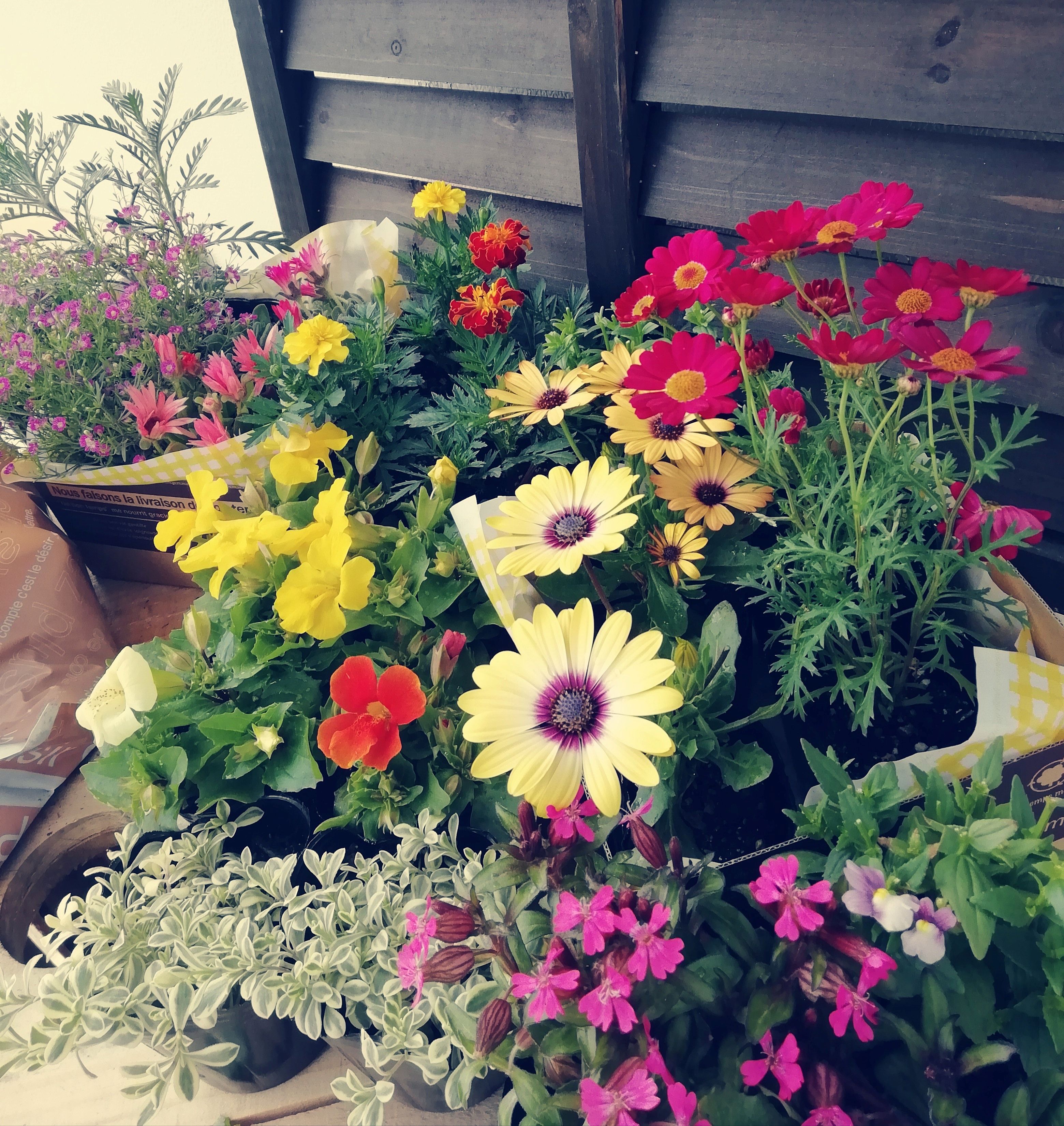 季節の花苗24苗セット珍しい宿根と季節の花苗 | 花 おまかせ 苗 季節 花苗 花栽培 珍しい品種 園芸 兵庫県 上郡町