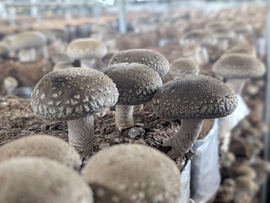 生しいたけ120g×5袋・乾しいたけ30g×6袋(ﾎｰﾙ3袋・ｽﾗｲｽ3袋)  | 兵庫県 上郡町 しいたけ 椎茸 きのこ 茸