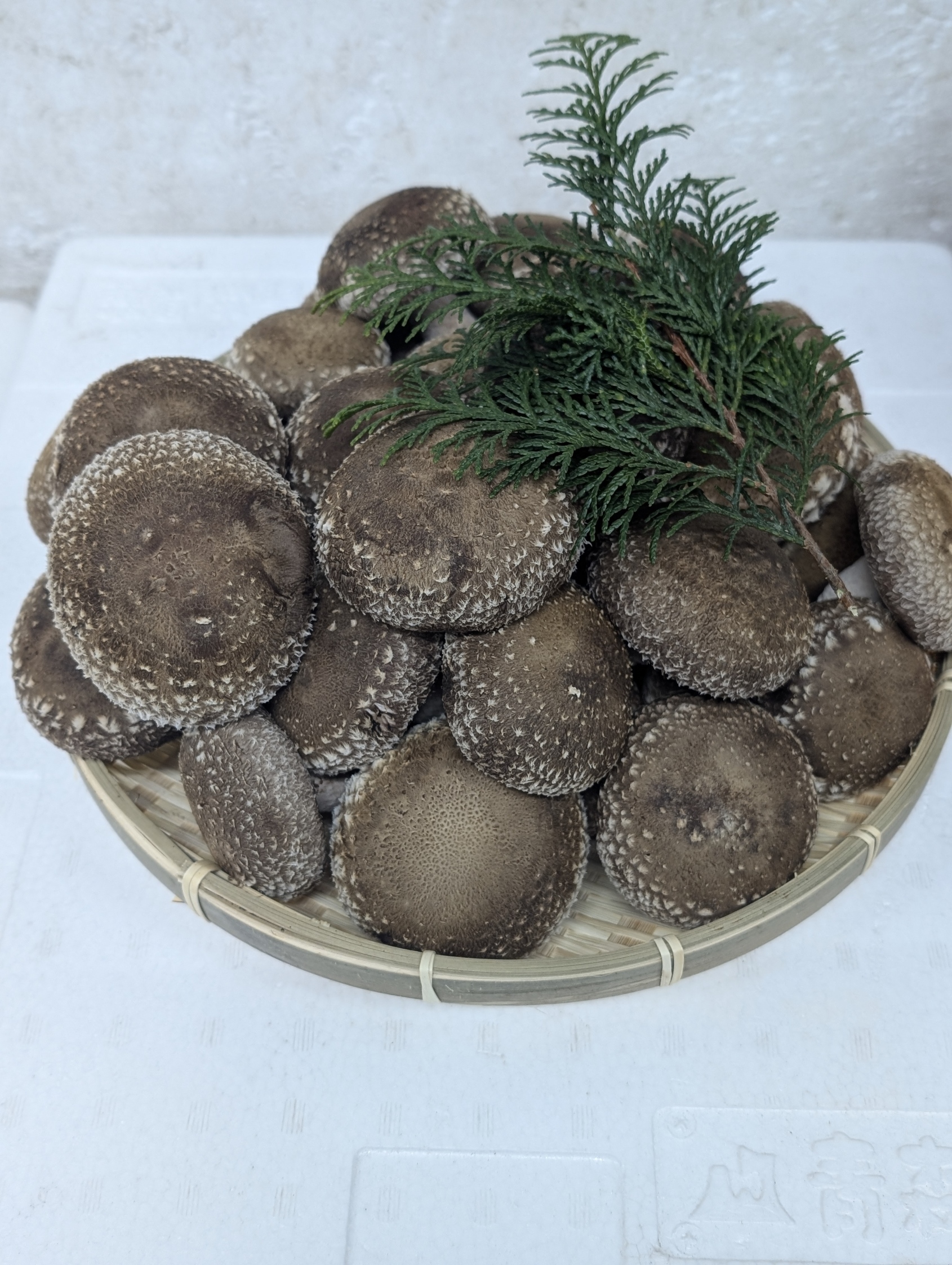 菌床生しいたけ 1.3kg | 兵庫県 上郡町 しいたけ きのこ キノコ 茸 椎茸 大ぶり 肉厚