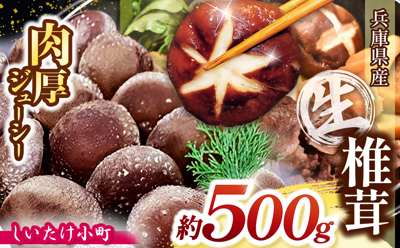 生椎茸「しいたけ小町」500g | 兵庫県 上郡町 兵庫県産 しいたけ 椎茸 きのこ 茸