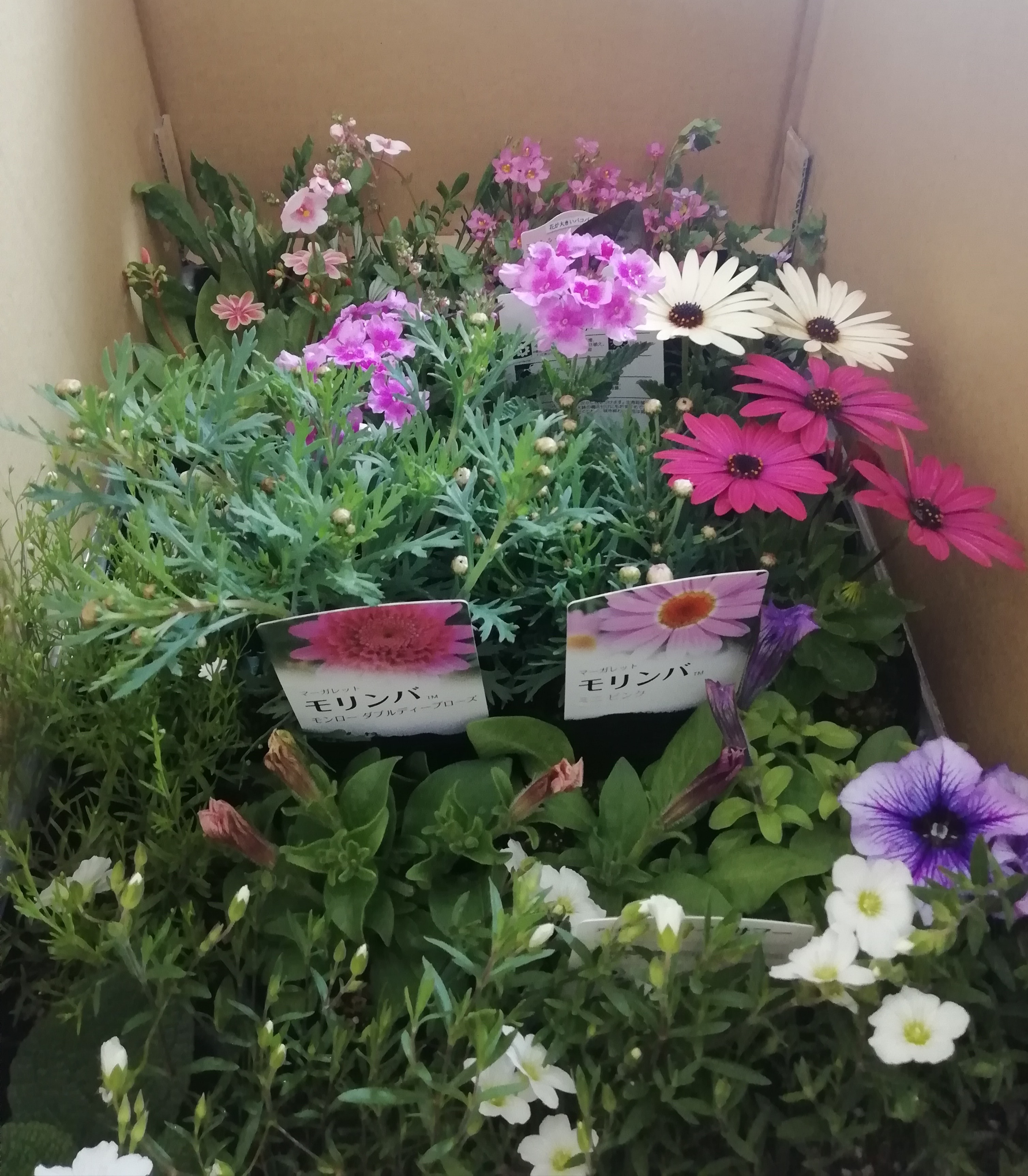 季節の花苗24苗セット珍しい宿根と季節の花苗 | 花 おまかせ 苗 季節 花苗 花栽培 珍しい品種 園芸 兵庫県 上郡町