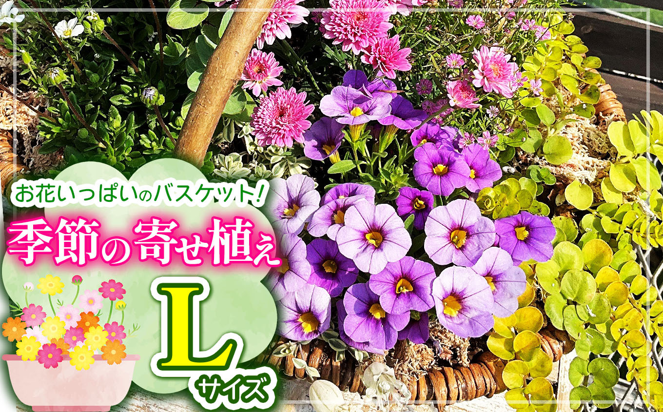お花一杯バスケット寄せ植えLサイズ(35cm程度)季節の寄せ植え ? 花 バスケット セット 寄せ植え 兵庫県 上郡町