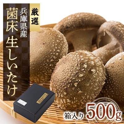 兵庫県産　生椎茸　「しいたけ小町」500g【配送不可地域：離島】【1136889】