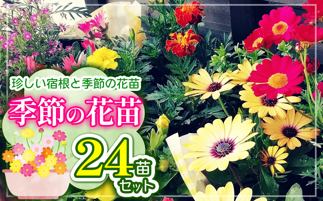 季節の花苗24苗セット珍しい宿根と季節の花苗 | 花 おまかせ 苗 季節 花苗 花栽培 珍しい品種 園芸 兵庫県 上郡町