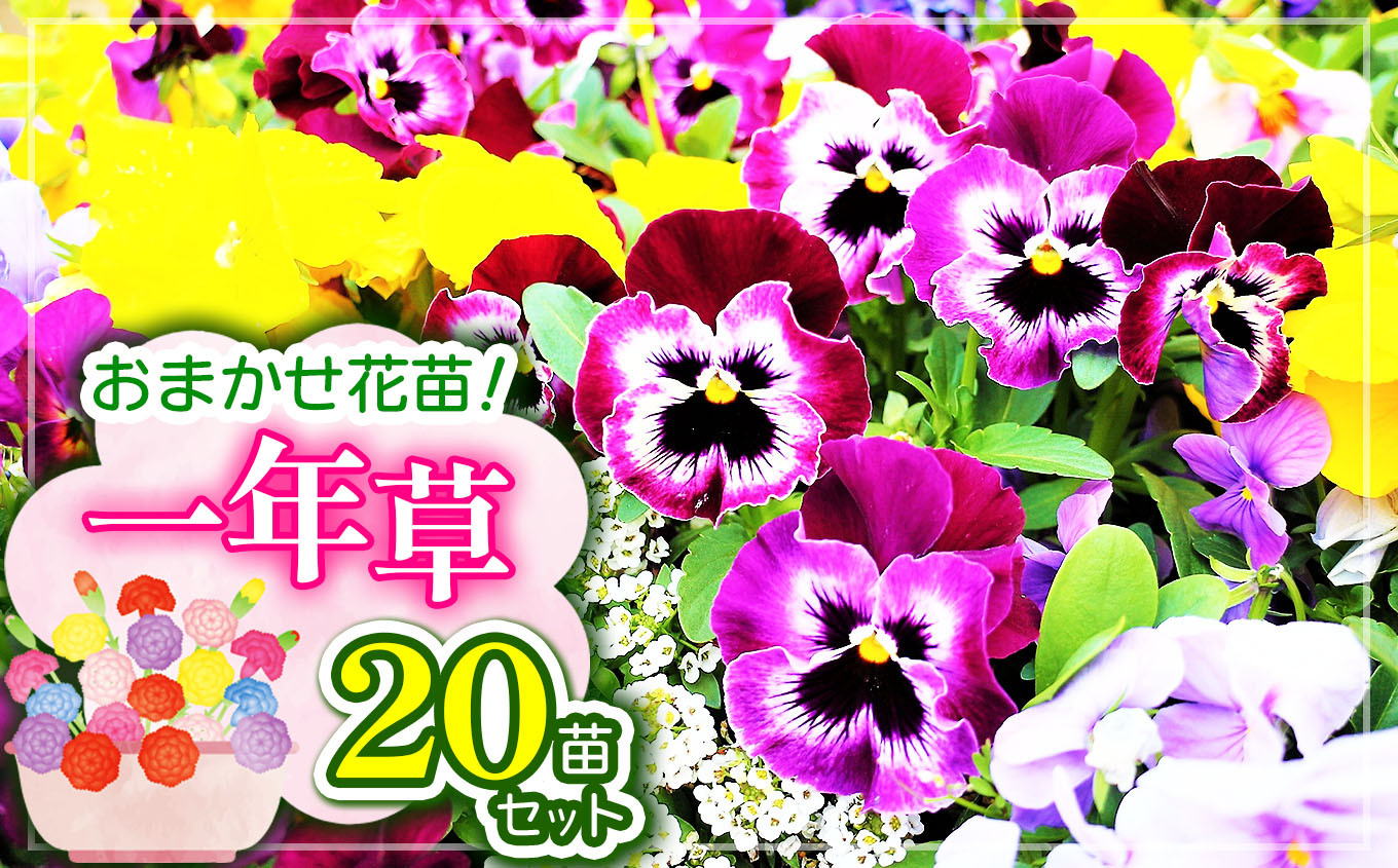 花苗1年草20苗 ｜ 花 苗 一年草  セット 兵庫県 上郡町