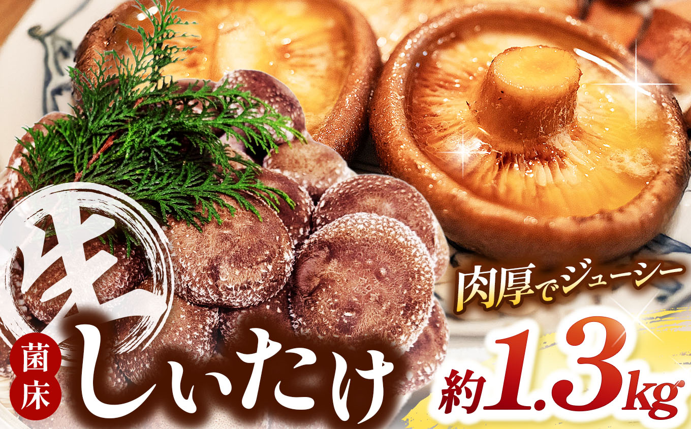 菌床生しいたけ 1.3kg | 兵庫県 上郡町 しいたけ きのこ キノコ 茸 椎茸 大ぶり 肉厚