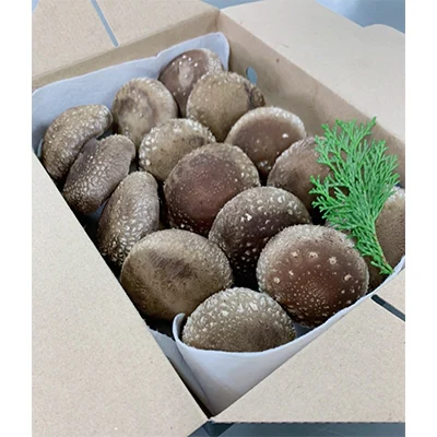 生椎茸「しいたけ小町」500g | 兵庫県 上郡町 兵庫県産 しいたけ 椎茸 きのこ 茸