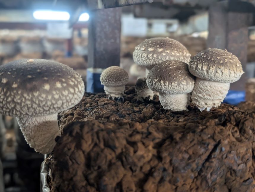 生しいたけ120g×5袋・乾しいたけ30g×6袋(ﾎｰﾙ3袋・ｽﾗｲｽ3袋)  | 兵庫県 上郡町 しいたけ 椎茸 きのこ 茸