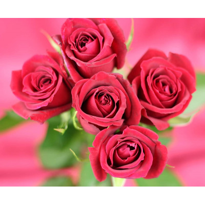 ããã¡ã€ã³ããšãã±ããããŒãº 42ã«ãã»ã«å
¥ 3åã»ãã(42æ¥å) | å
µåº«ç äžé¡çº ããŒãº ãã© èè ã«ãã»ã« ãšãã±ãã